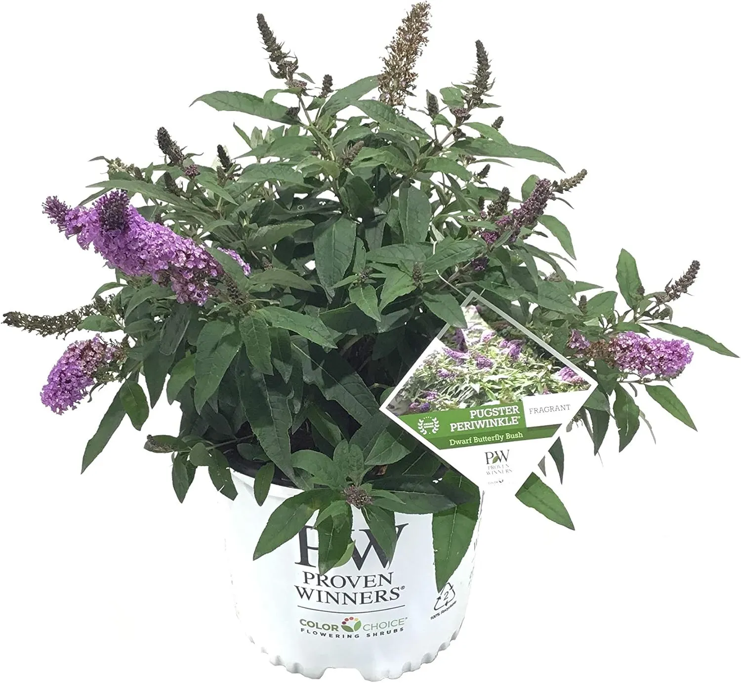 Buddleia Pugster Periwinkle G3