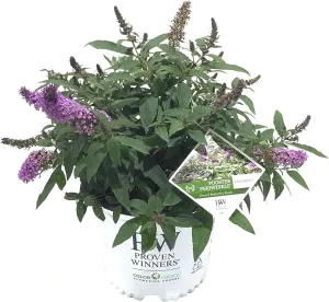 Buddleia Pugster Periwinkle G3