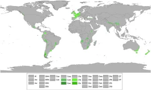 Wall Art Impact 39"x24" Poster Climate Map - Oceanic climate [Laminated]